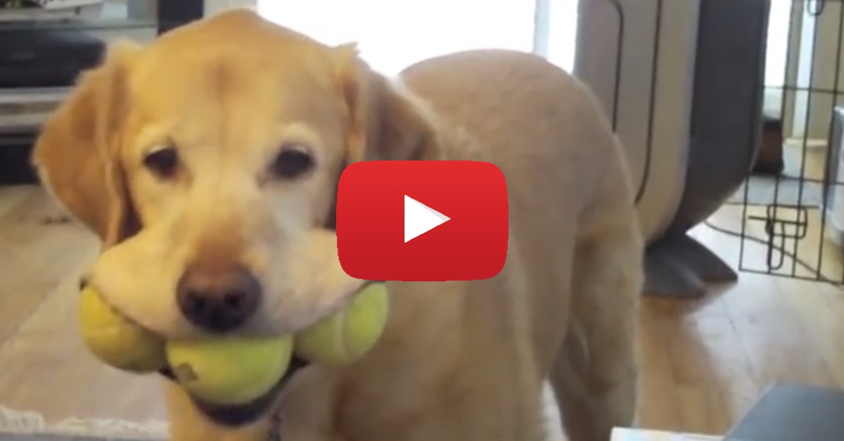 Dog Tennis Balls 2