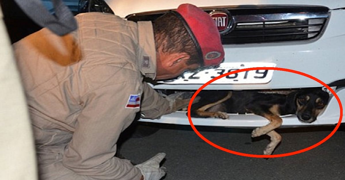 Dog-Trapped-Car-Grill-copy.jpg Dog-Trapped-Car-Grill-copy.jpg