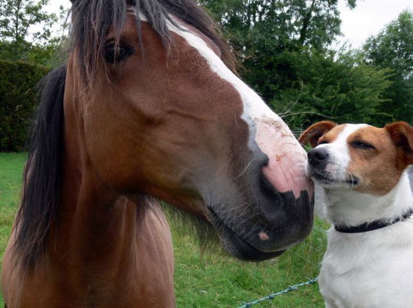Dog-and-horse-in-love.jpg