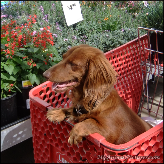 Dog-gone-shopping-1-550.png