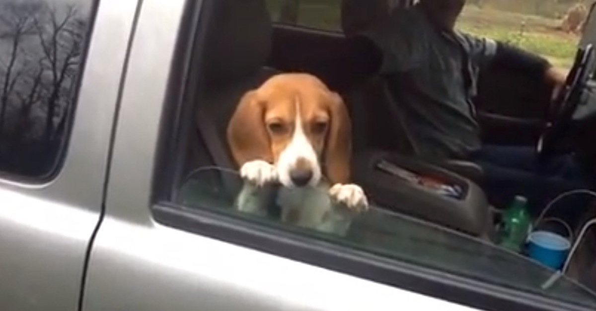 Dog moves with car glass window