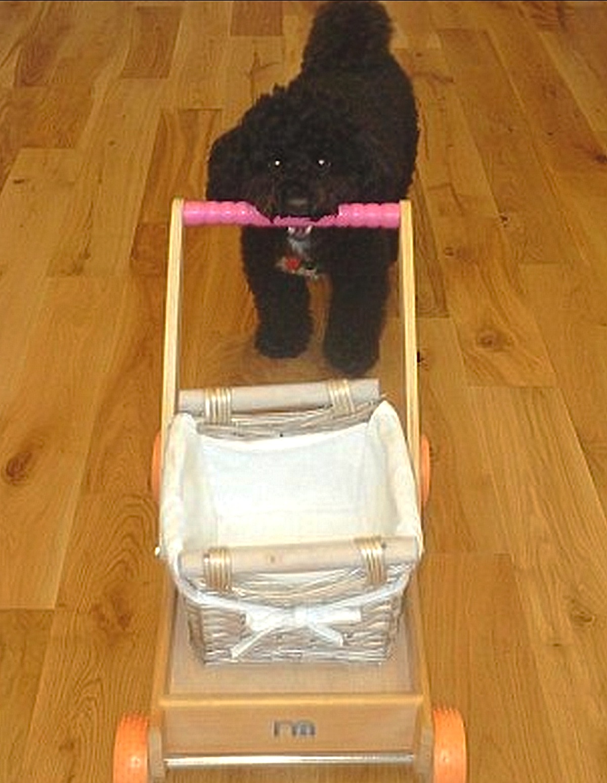 Dog2-13.jpg