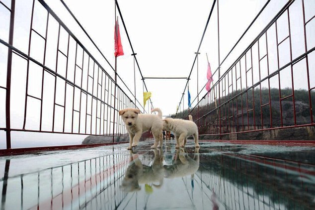 Puppies Too Scared To Complete Crossing Of Glass Bridge