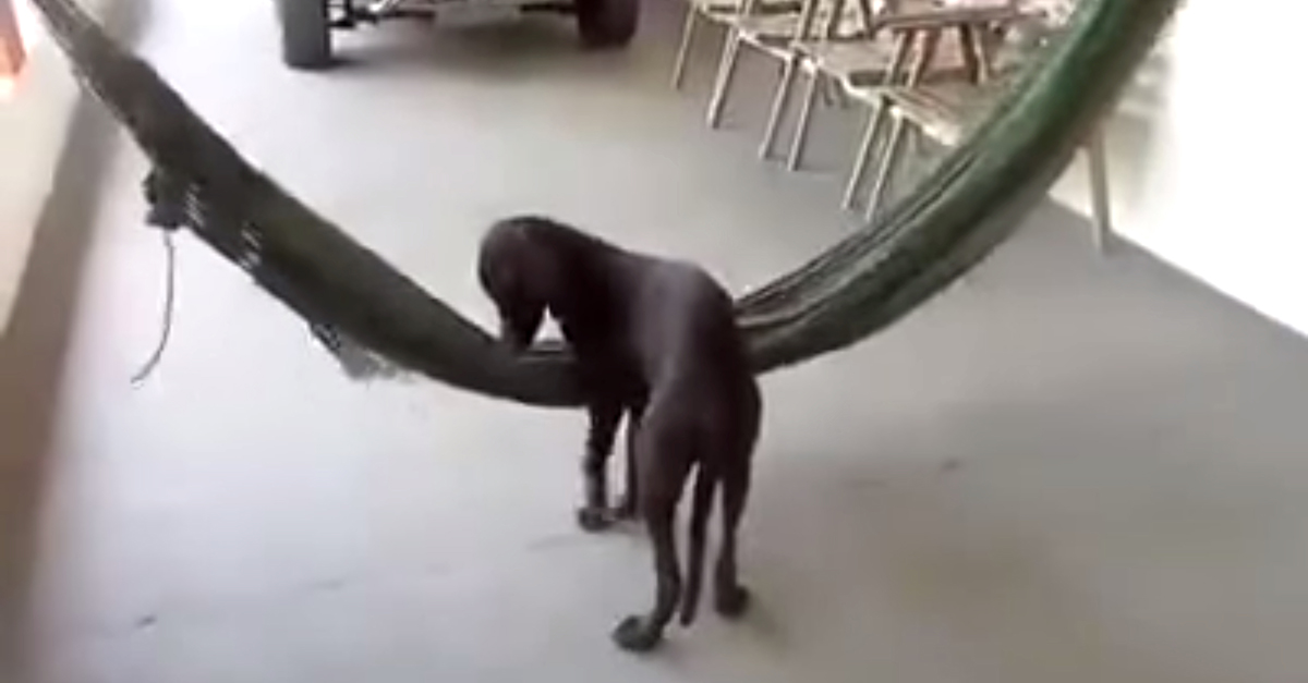 Dog Hammock