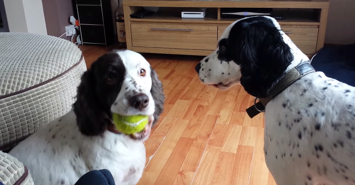 Dog Tennis Ball