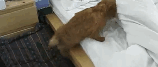 DogWake1.gif