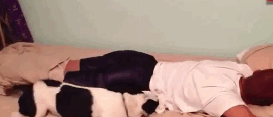 DogWake2.gif
