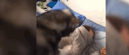 DogWake4.gif