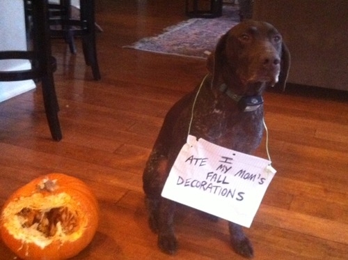 Dog_Shaming_9.jpg