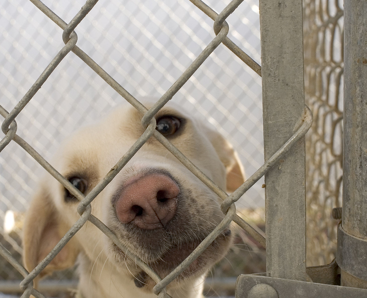 Dog_in_animal_shelter_in_Washington_Iowa-1.jpg