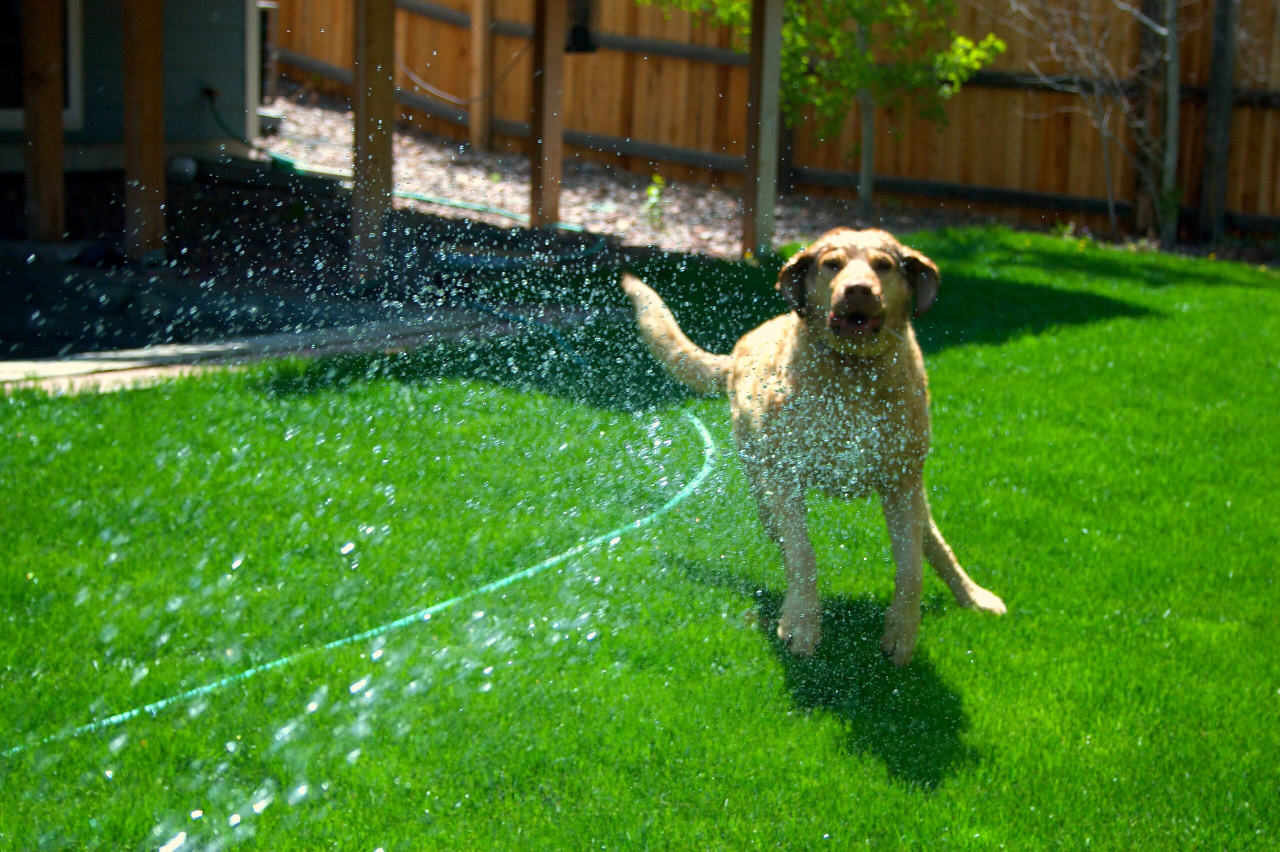 Dog_vs_Hose_3574805712.jpg