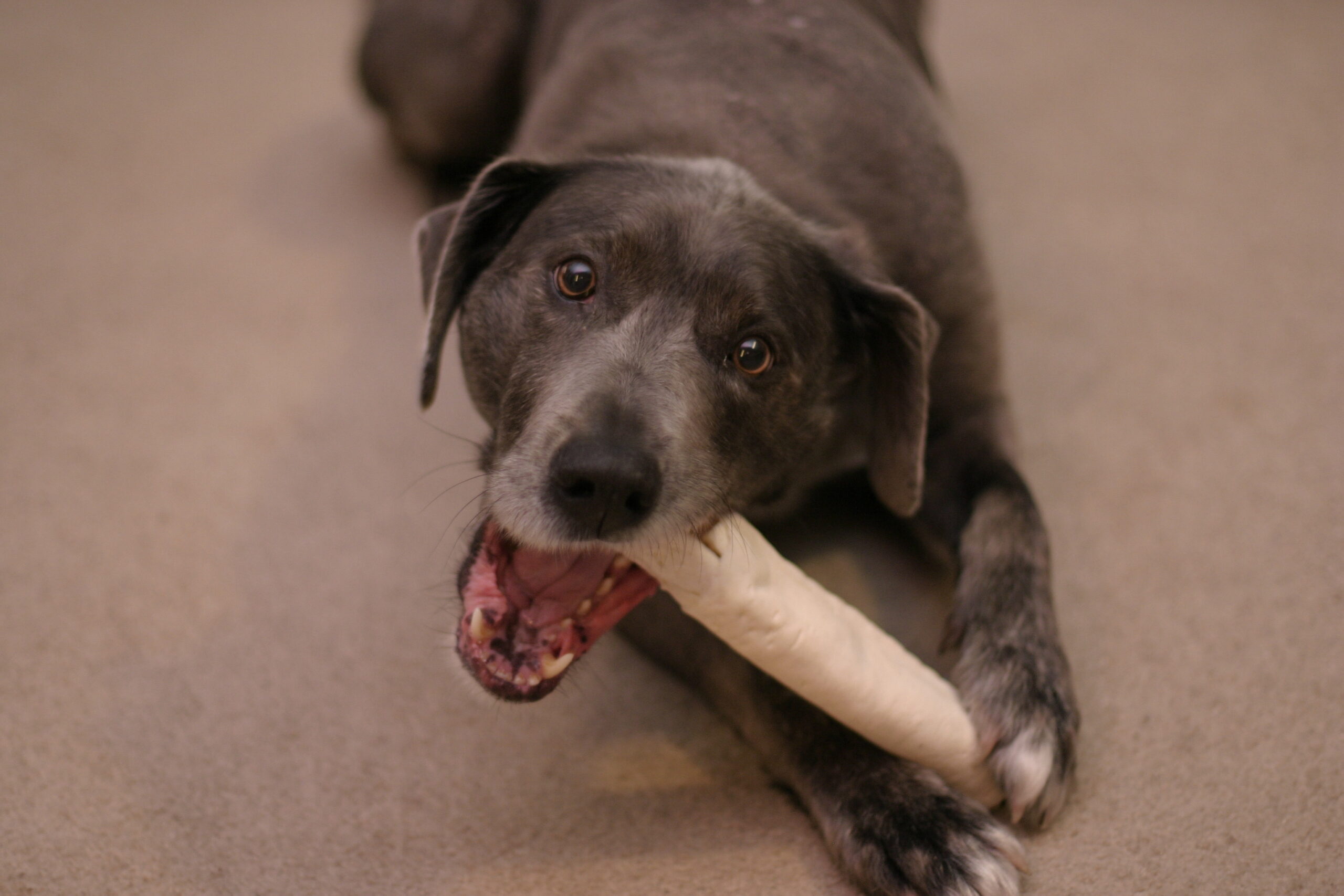 Dog_with_rawhide_chew_toy.jpg