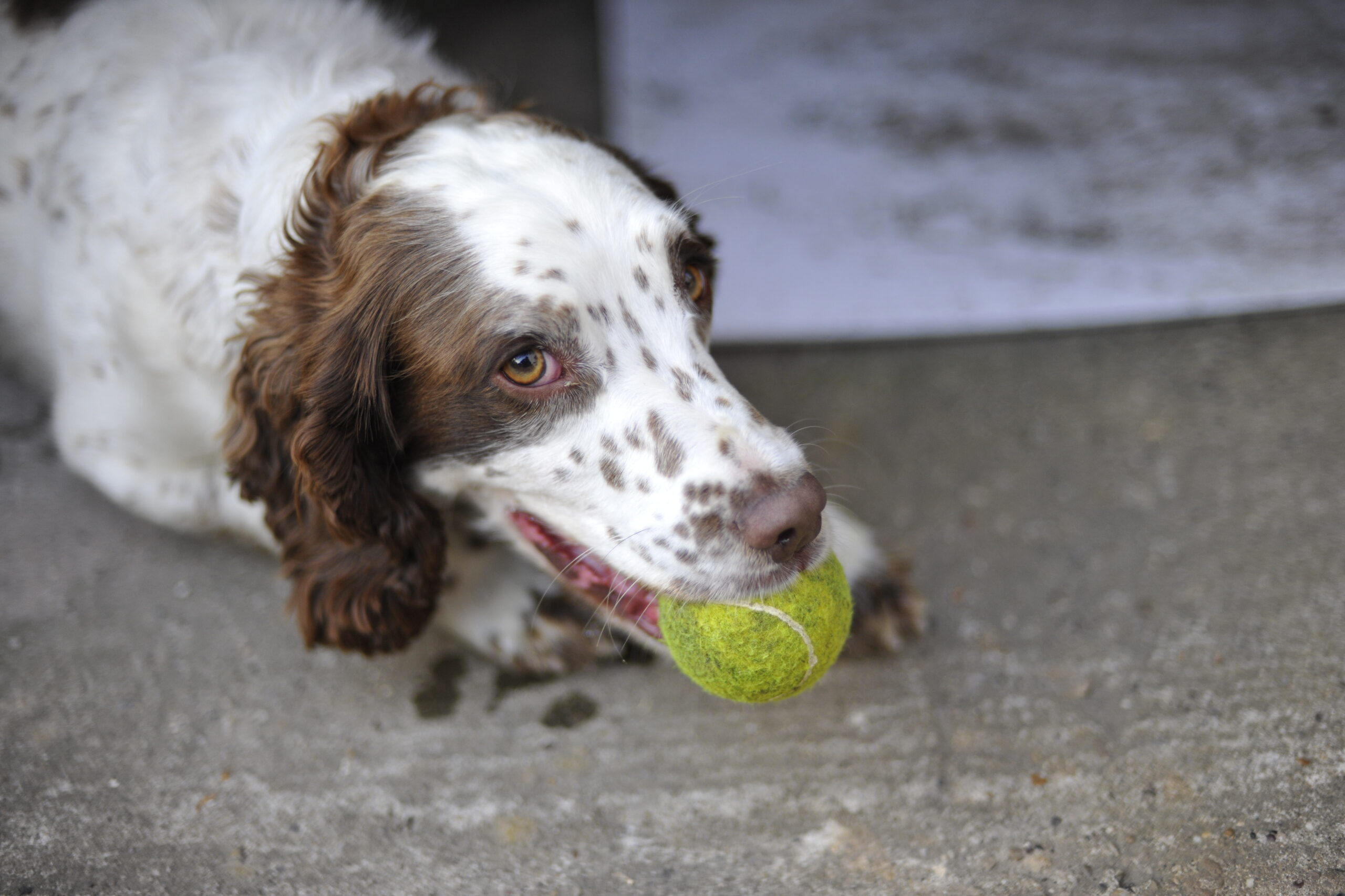 Dog_with_tennis_ball_02.jpg