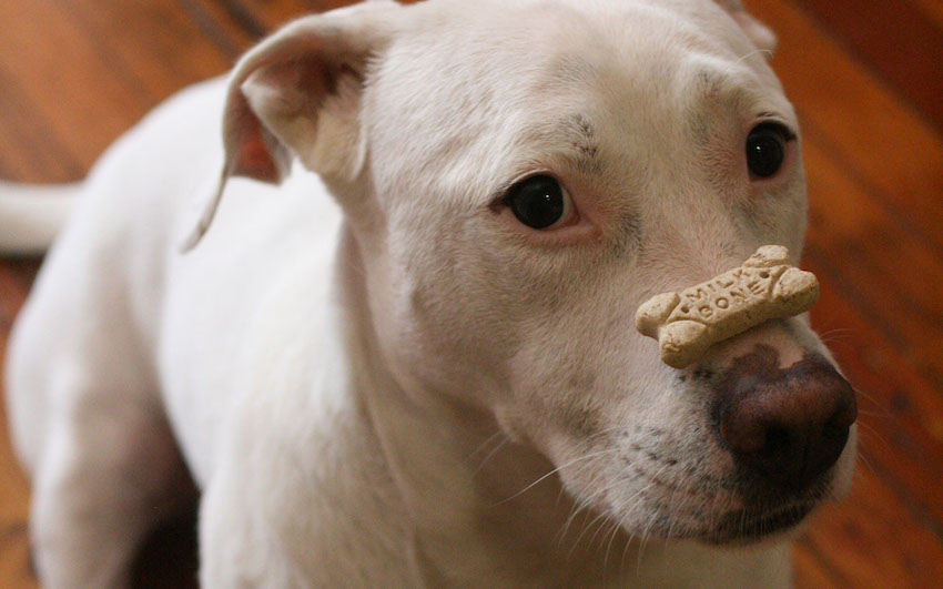 Dog_with_treat.jpg