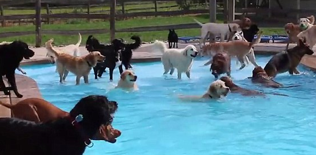 Doggy Pool Beauty