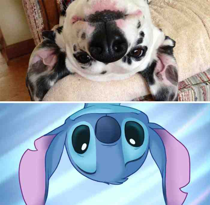Dogs-Lookalike-you-won_t-Believe-18.jpg