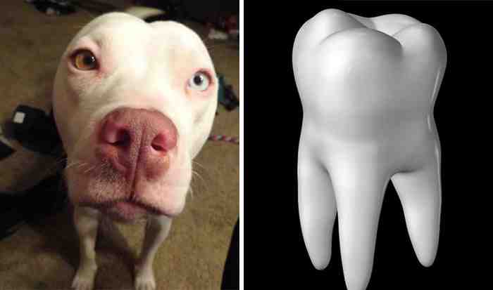 Dogs-Lookalike-you-won_t-Believe-24.jpg