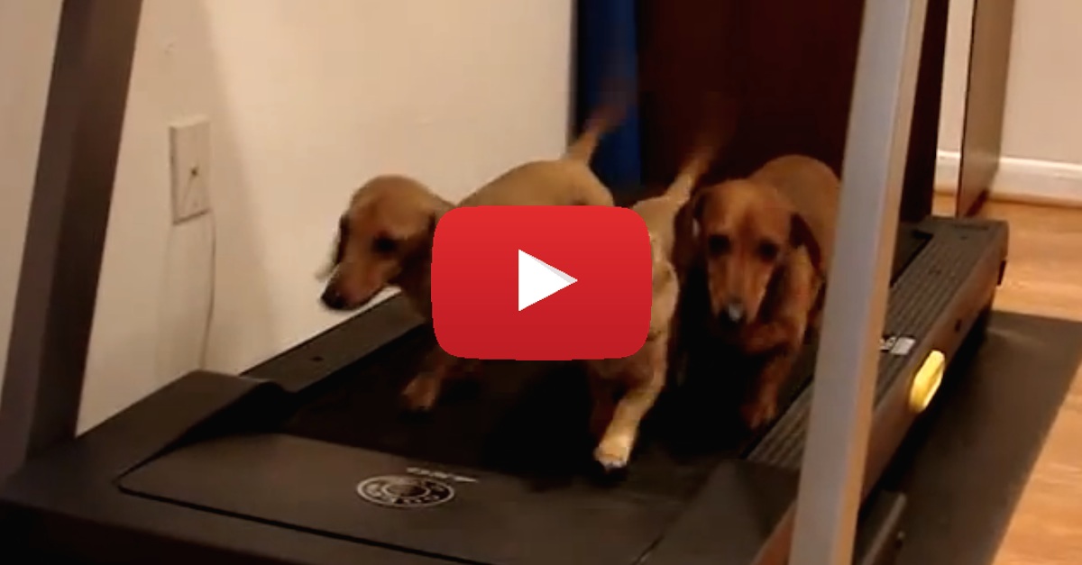 Dogs Walk On Treadmill Funny copy