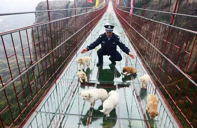 Puppies Too Scared To Complete Crossing Of Glass Bridge