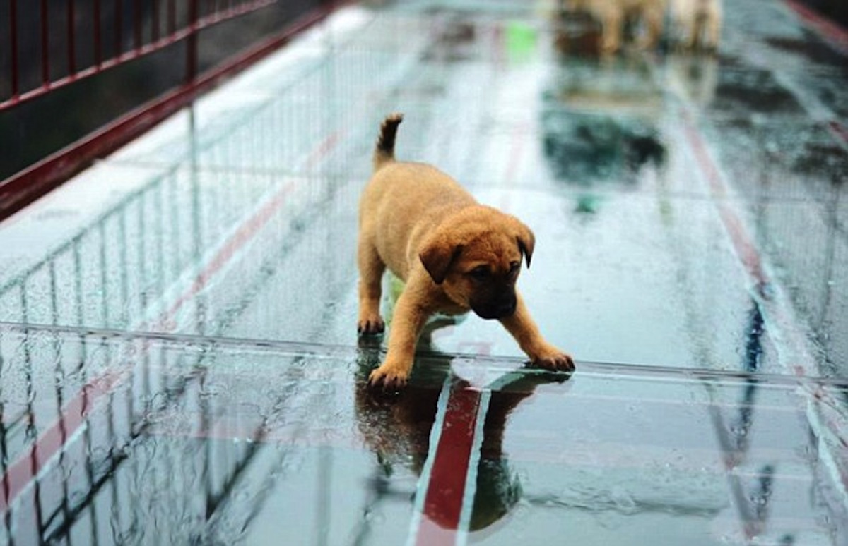 Puppies Too Scared To Complete Crossing Of Glass Bridge