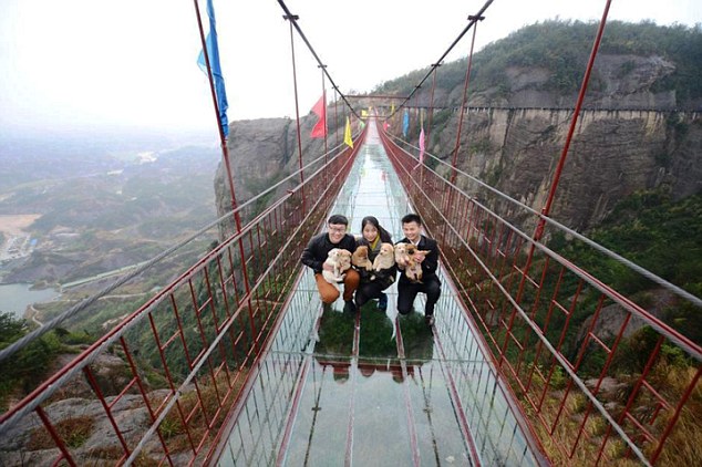 Puppies Too Scared To Complete Crossing Of Glass Bridge