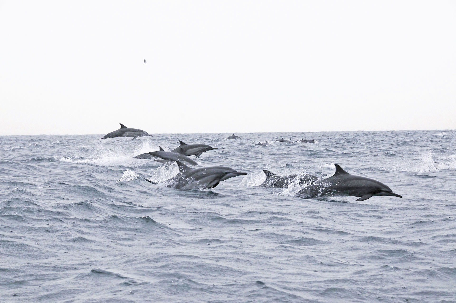 Dolphins_Oman-2.jpg