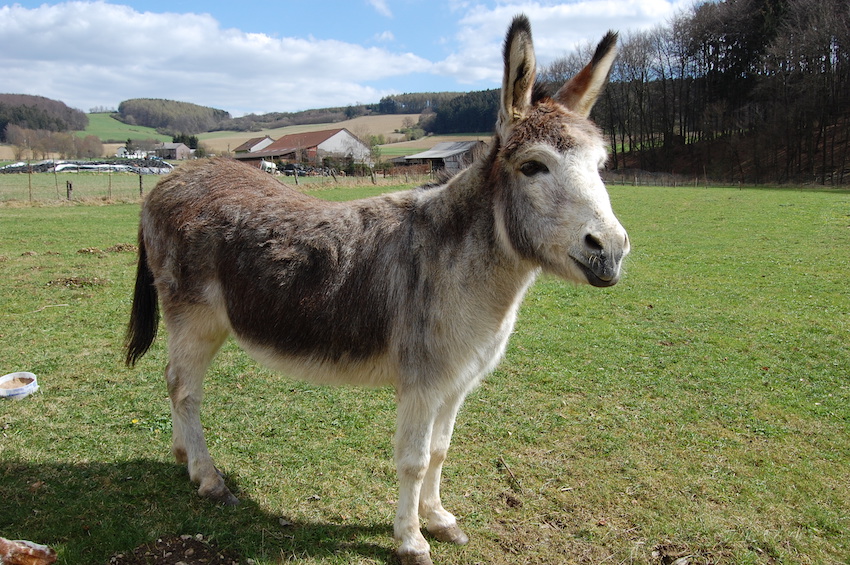 Donkey_Equus_asinus._Apr_8_2012_Germany.jpg