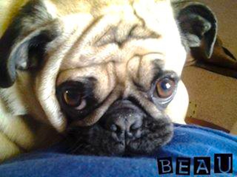 Donna-Beau-rescue-i-believe-he-actuall-rescued-me.jpg
