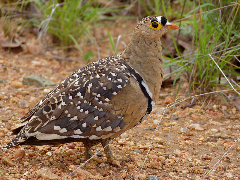 Double-banded_Sandgrouse_Pterocles_bicinctus_male_11668665953.jpg