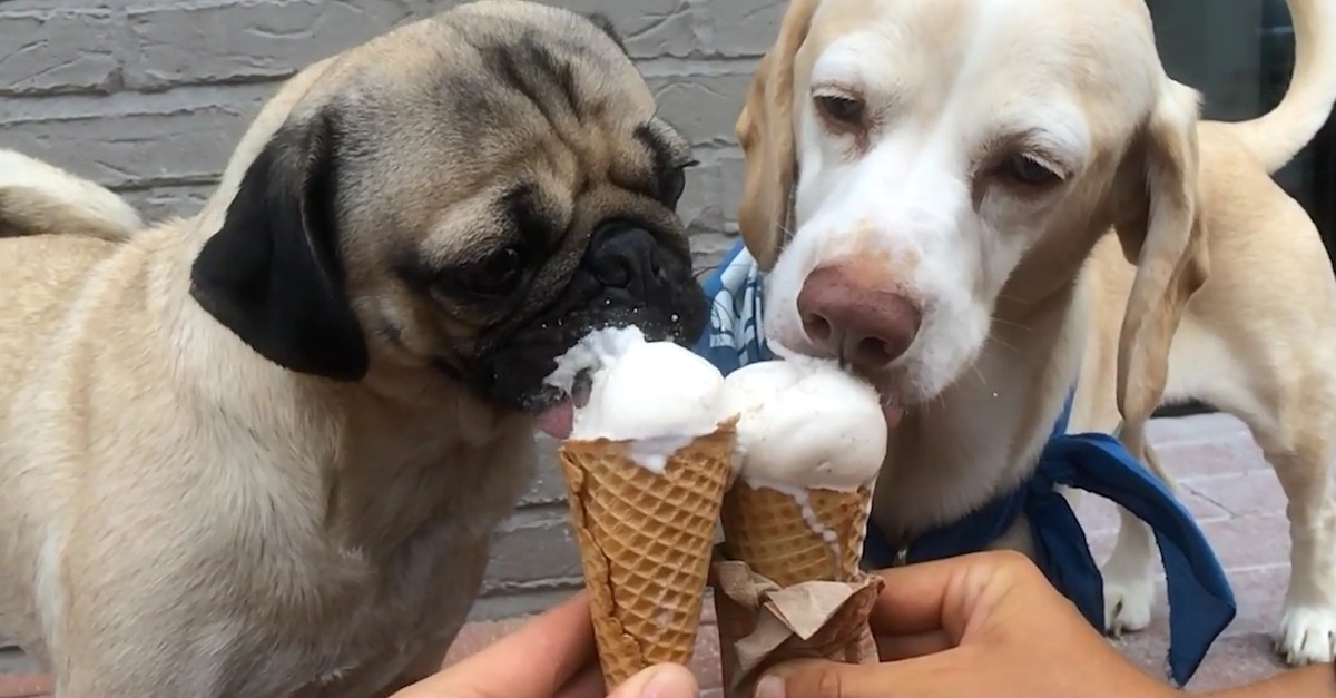 Doug The Pug Ice Cream