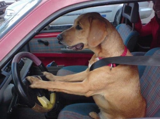 Driving_Dog.jpg
