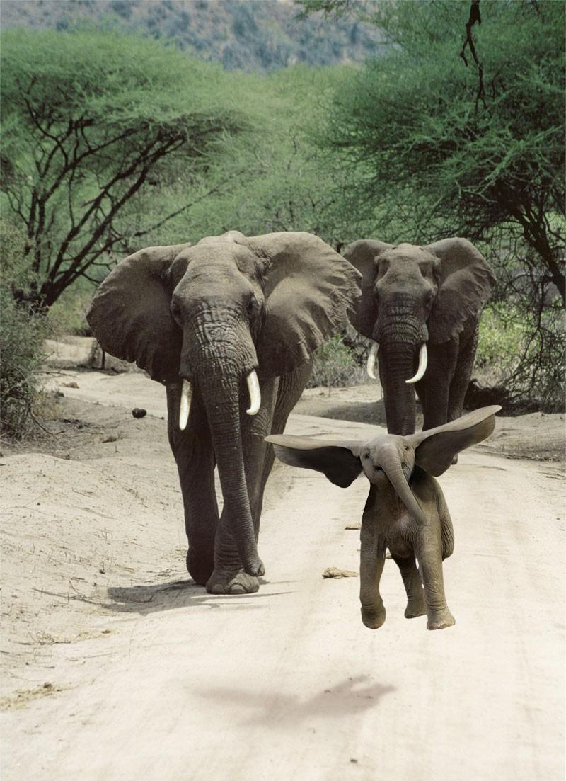 Dumbo-en-vrai.jpeg