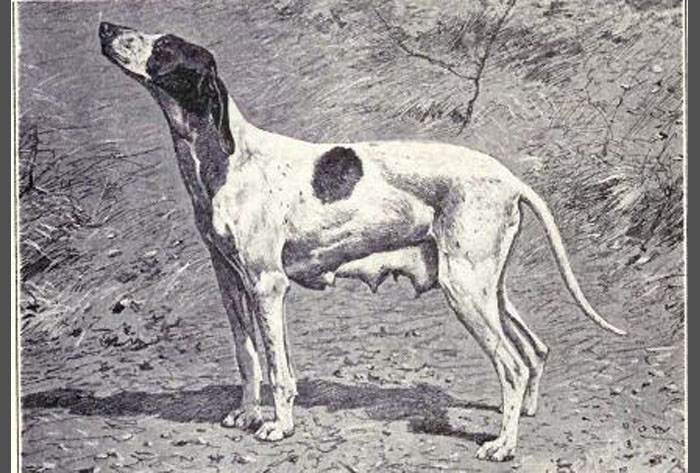 Dupuy_Pointer_from_1915.jpg