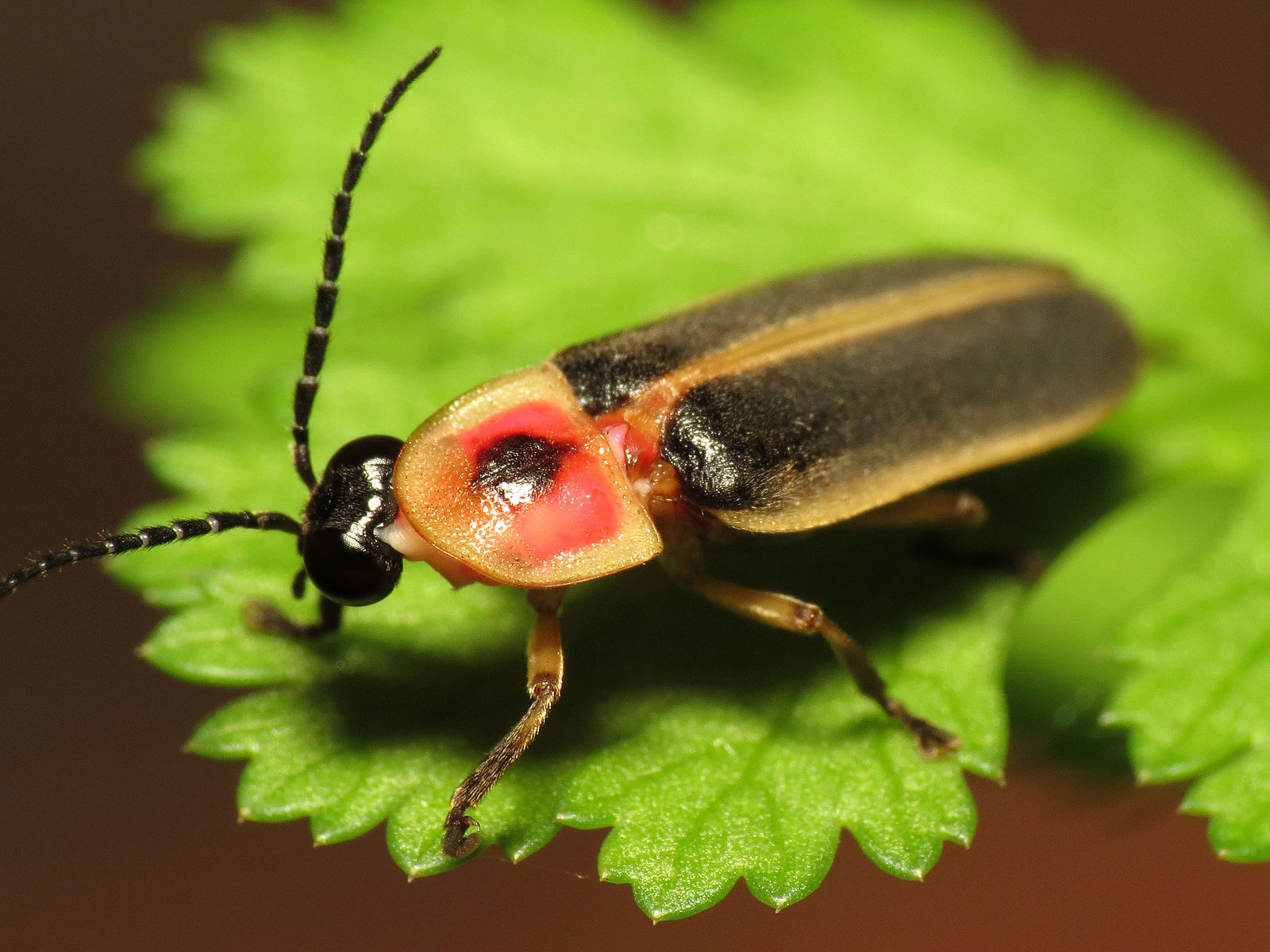 Eastern_Firefly_14636548903.jpg