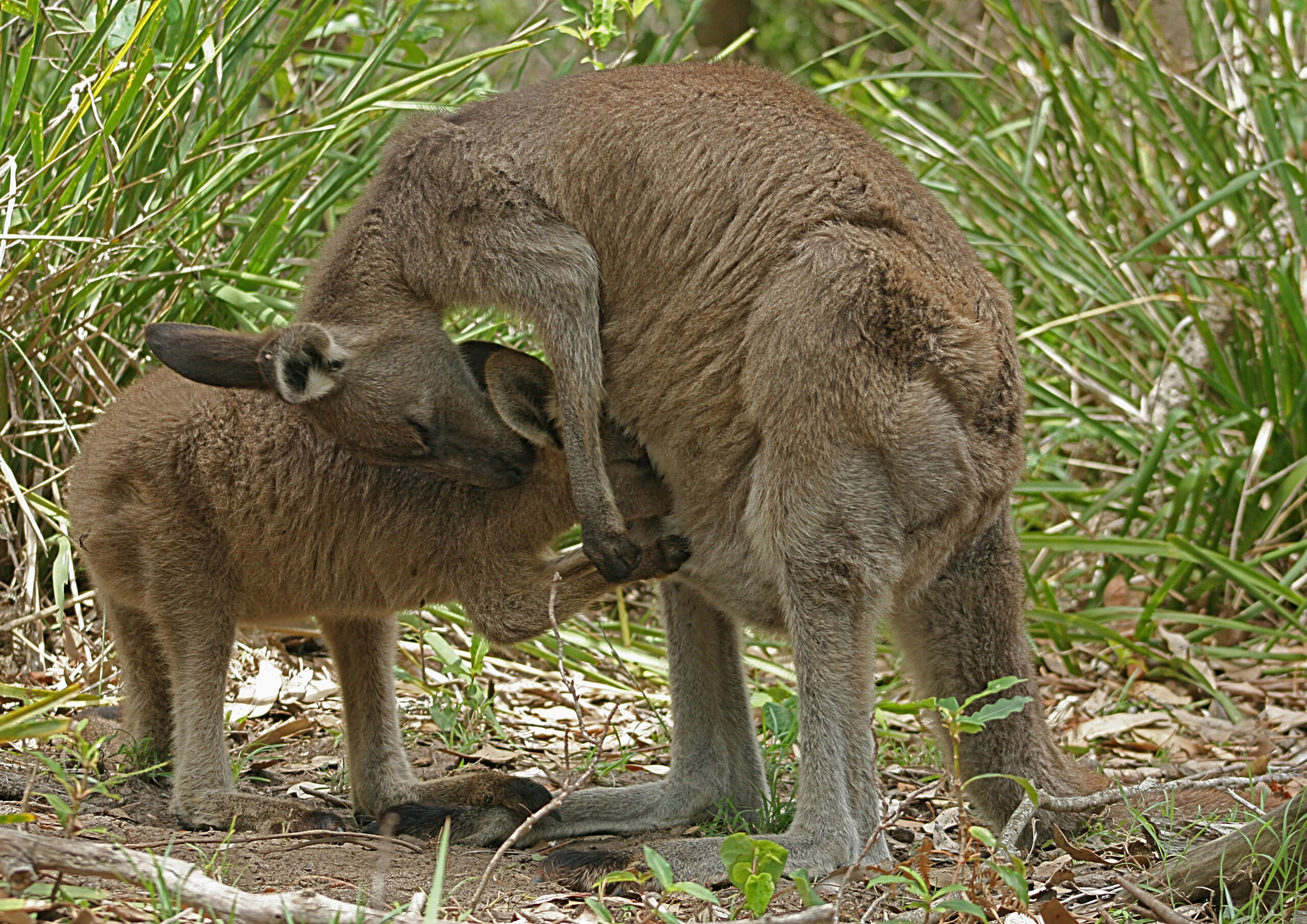 Eastern_Grey_Kangaroo_Feeding_edited.jpg