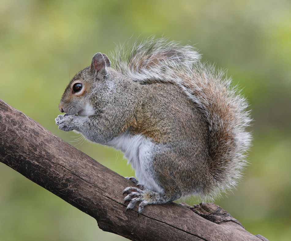 Eastern_Grey_Squirrel.jpg