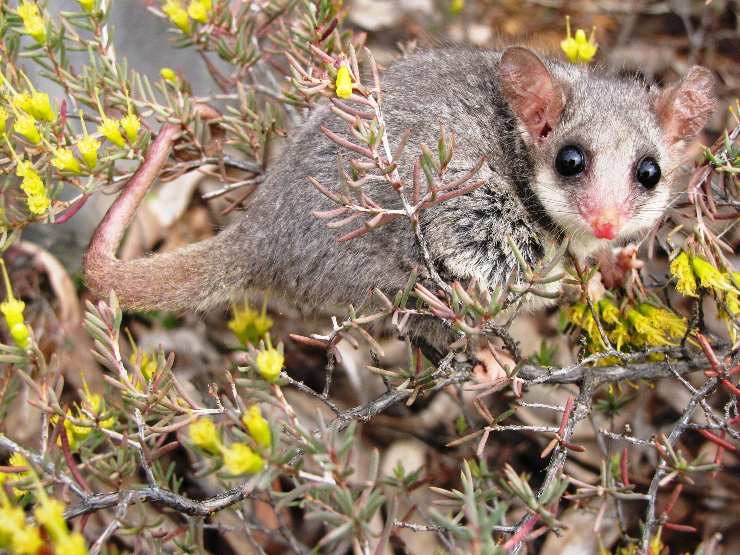 Eastern_Pygmy_Possum_Pilliga_Forest_NSW.jpg