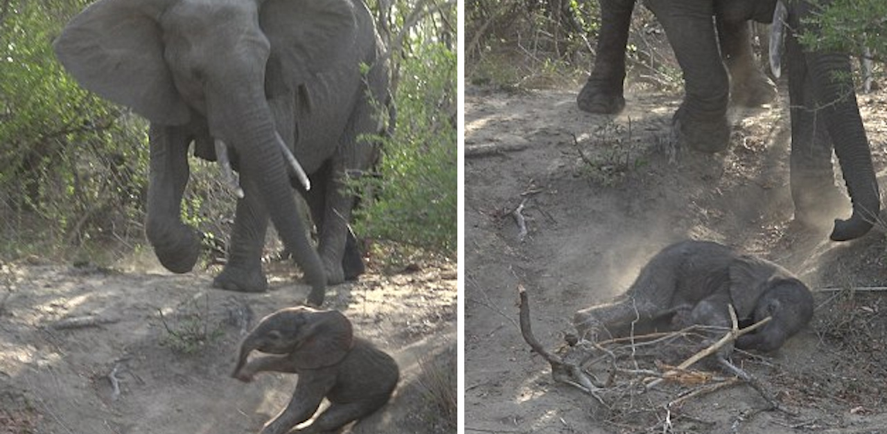 Elephant Fall Beauty