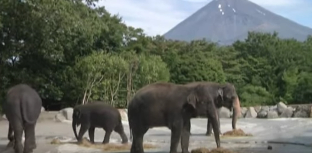 Elephant Pool Beauty