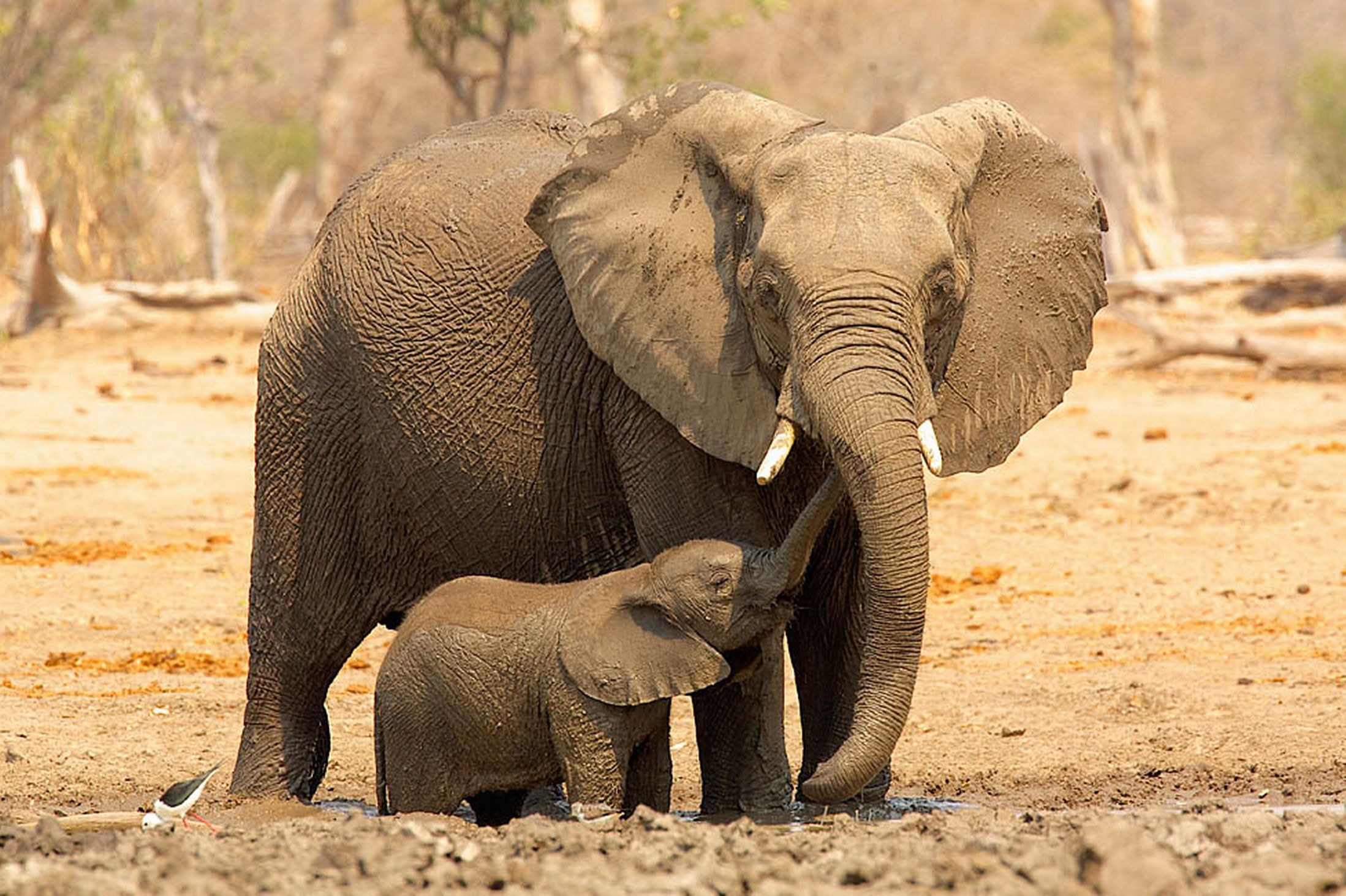Elephant-and-calf.jpg