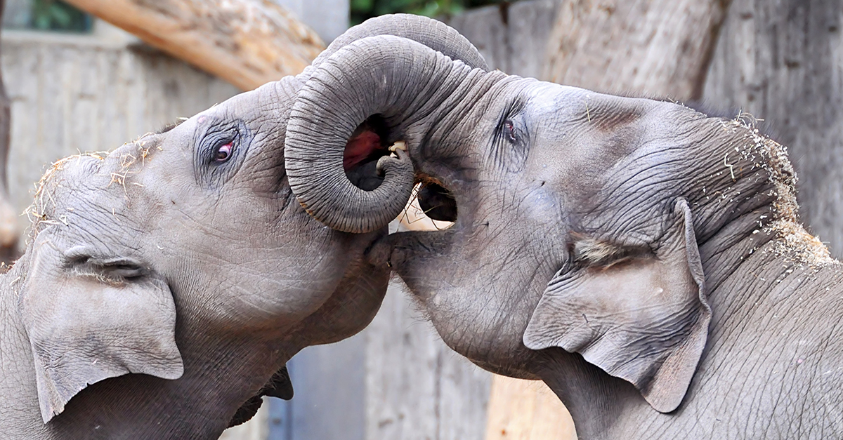 Elephant Love