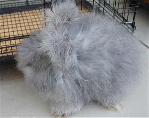 English-Angora-Rabbits-for-Sale-in-Springfield-IL.jpg