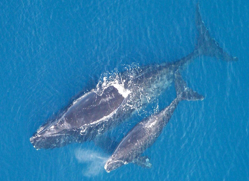 Eubalaena_glacialis_with_calf.jpg