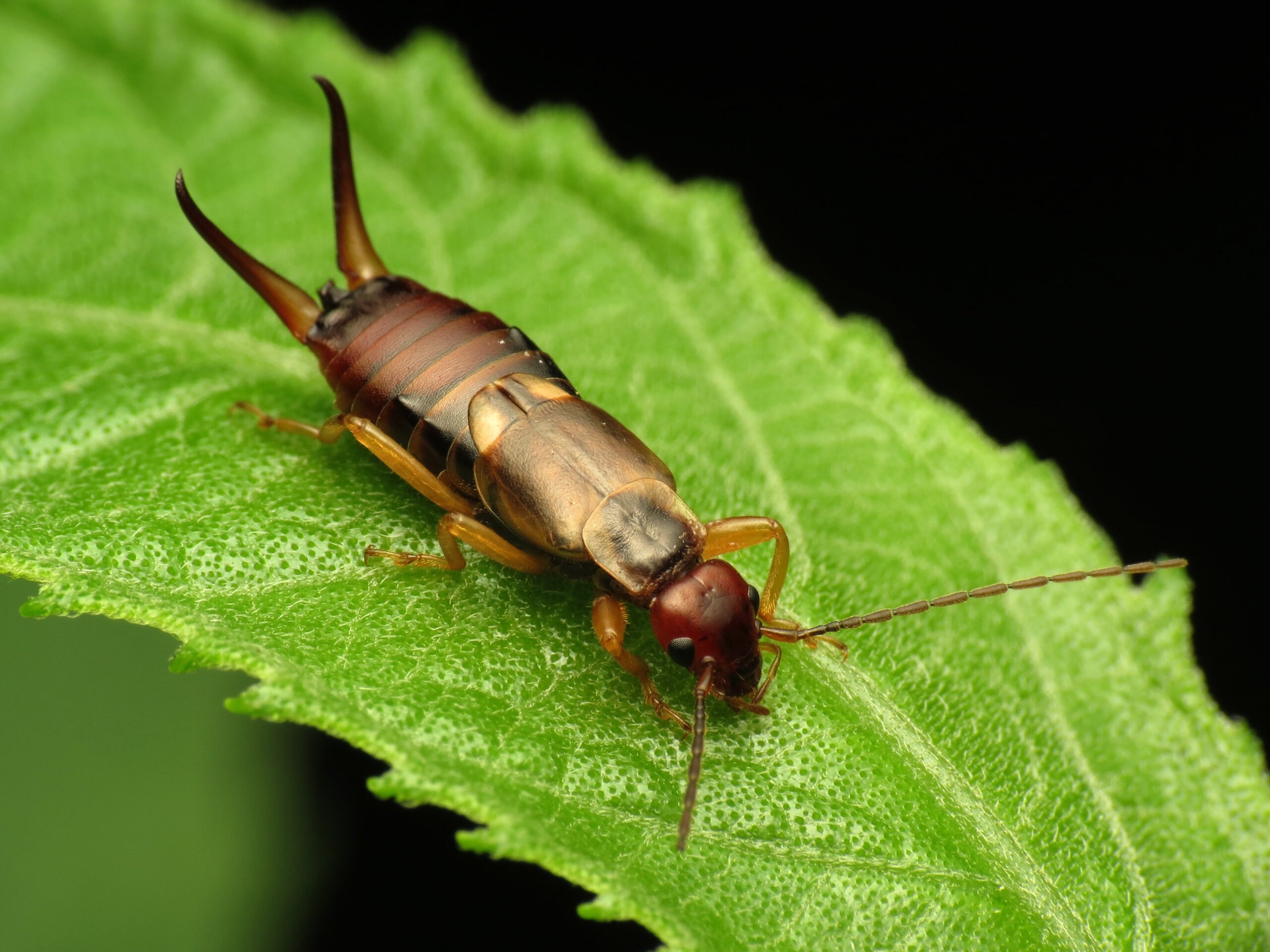 European_Earwig_-_Flickr_-_treegrow.jpg European_Earwig_-_Flickr_-_treegrow.jpg