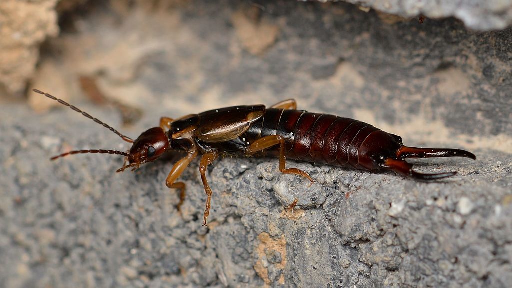 European_Earwig_Forficula_auricularia_Male_-_Guelph_Ontario_02.jpg
