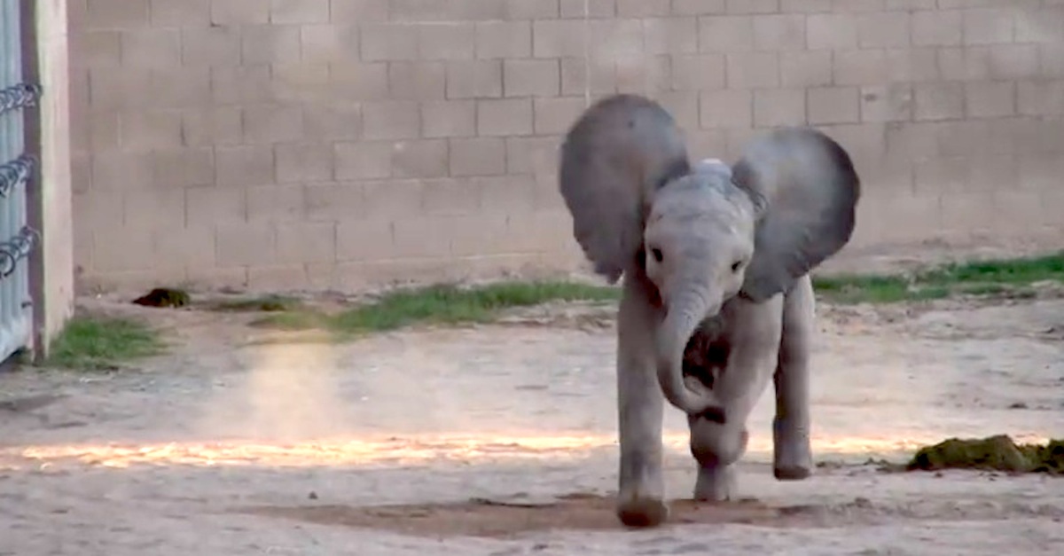 Excited Baby Elephant Reid Park Zoo