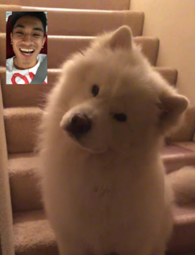 FaceTime-Dog-1.jpg