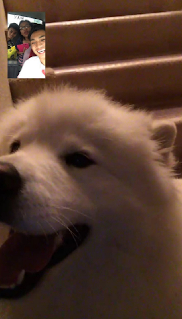 FaceTime-Dog-2.jpg