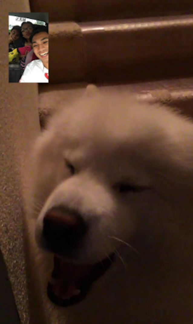 FaceTime-Dog-3.jpg