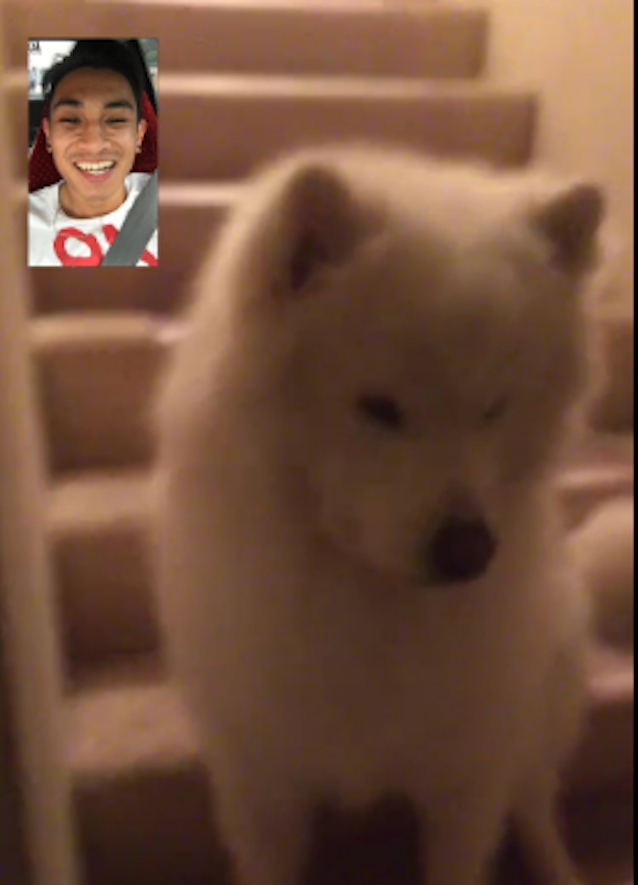 FaceTime-Dog-4.jpg